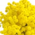 Mimosa