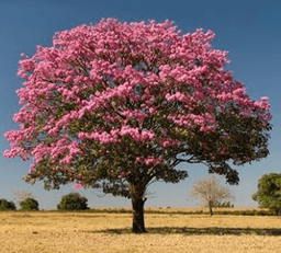 Cây Ipê hồng Cây Ipê hồng