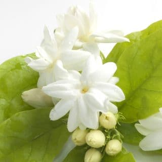 Hoa nhài Hoa nhài