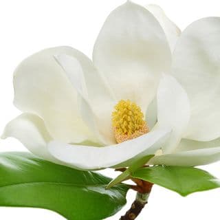 Hoa mộc lan Hoa mộc lan