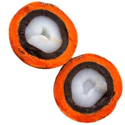 Cọ Tucumã Cọ Tucumã