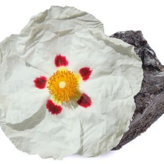 nhựa Labdanum nhựa Labdanum