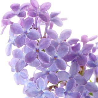 Tử Đinh Hương Tử Đinh Hương