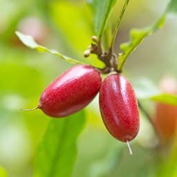 Quả Miracle Berry Quả Miracle Berry