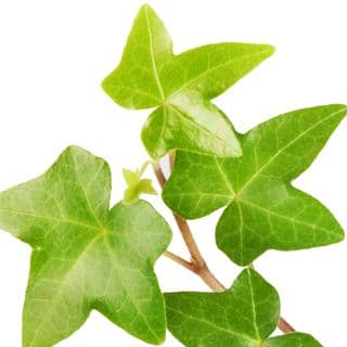 Cây thường xuân Cây thường xuân