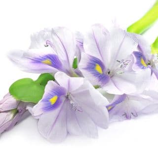 Lục Bình Lục Bình