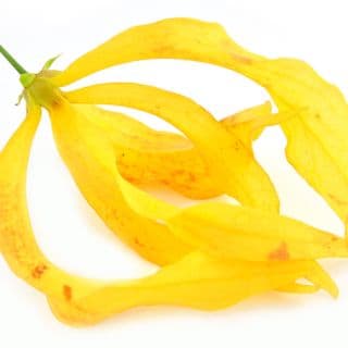 Hoa ngọc lan tây Hoa ngọc lan tây