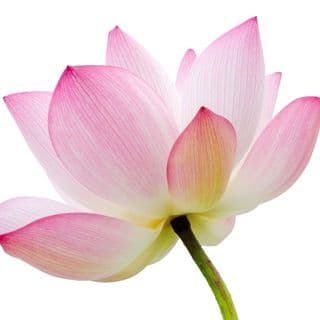 Hoa Sen Hoa Sen