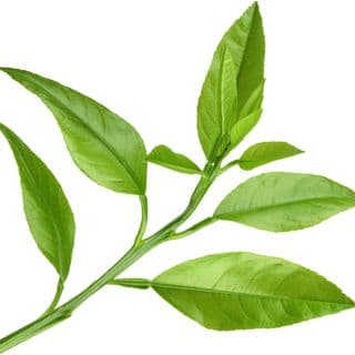 Tinh dầu lá cam Tinh dầu lá cam
