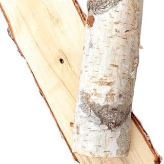 Cây Bạch Dương Cây Bạch Dương