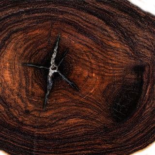 Cây gỗ mun Cây gỗ mun