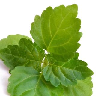 Hoắc Hương Hoắc Hương