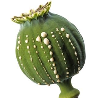 Thuốc Phiện Thuốc Phiện