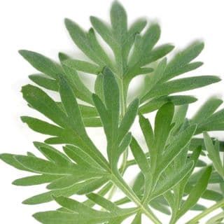 Ngải Cứu Ngải Cứu