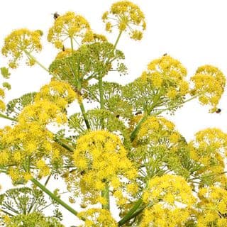 Nhựa Galbanum Nhựa Galbanum