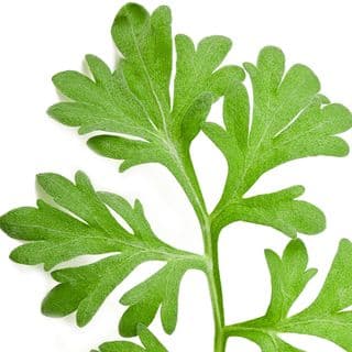 Ngải Cứu Artemisia Ngải Cứu Artemisia