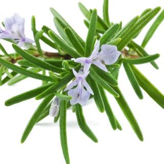 Cây hương thảo Cây hương thảo
