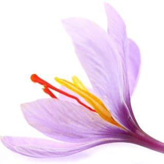 Nghệ tây Nghệ tây