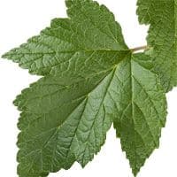 Lá cây lý chua đen Lá cây lý chua đen