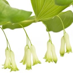 Ngọc trúc Ngọc trúc