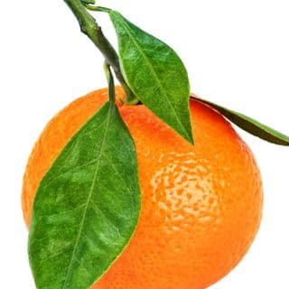Quả Quýt Quả Quýt