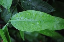 Lá bưởi Lá bưởi